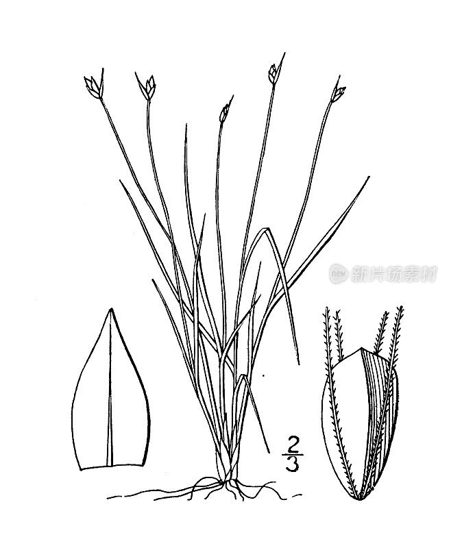 古董植物学植物插图:Scirpus clintoni，克林顿俱乐部rush